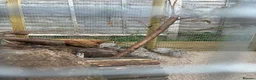 Quail poultry for sale: ** QUAIL HATCHING EGGS ** - Advert 12