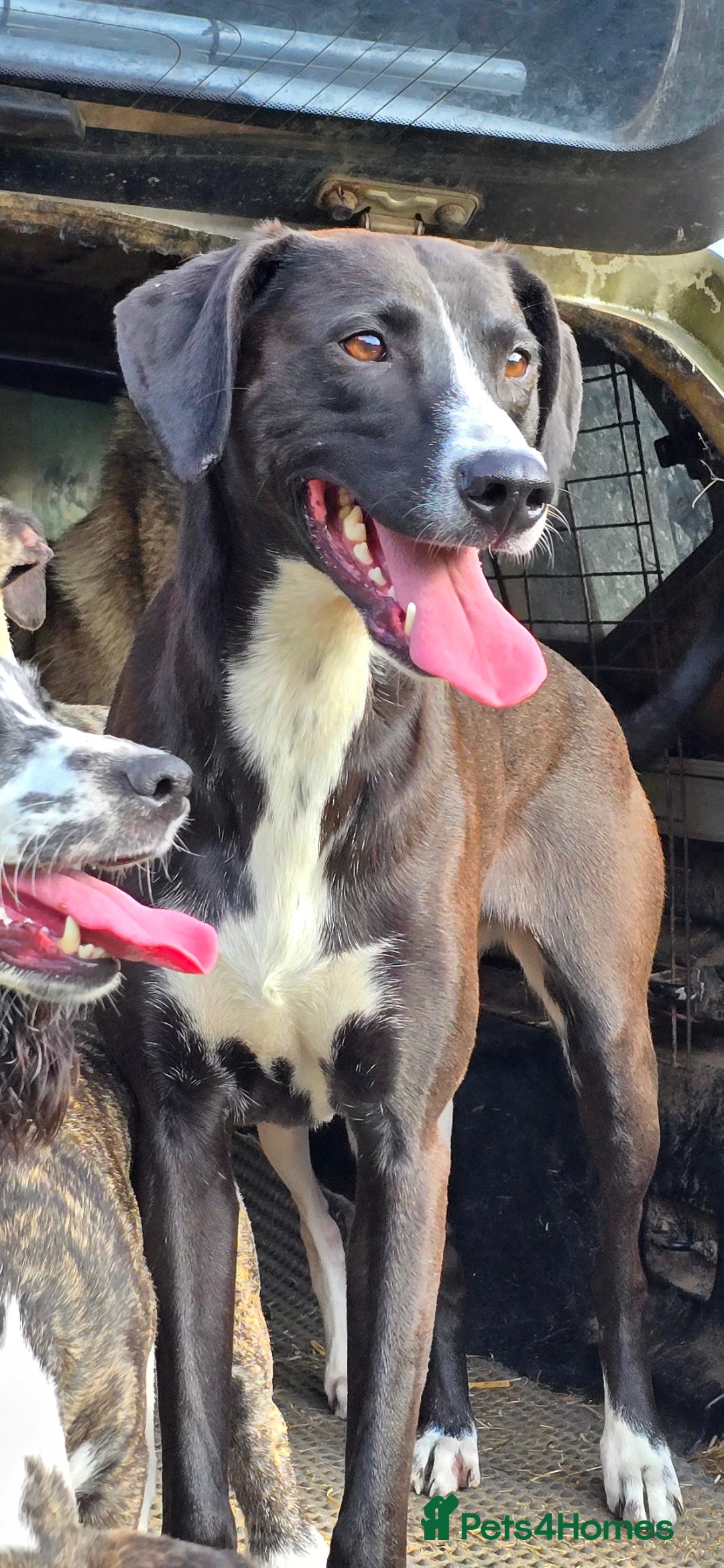 Mixed Breed dogs for sale: For adoption - Image 7