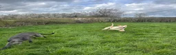 Mixed Breed dogs for sale: Very sweet lurcher puppies ready for new homes!!  in Oakham - Advert 2