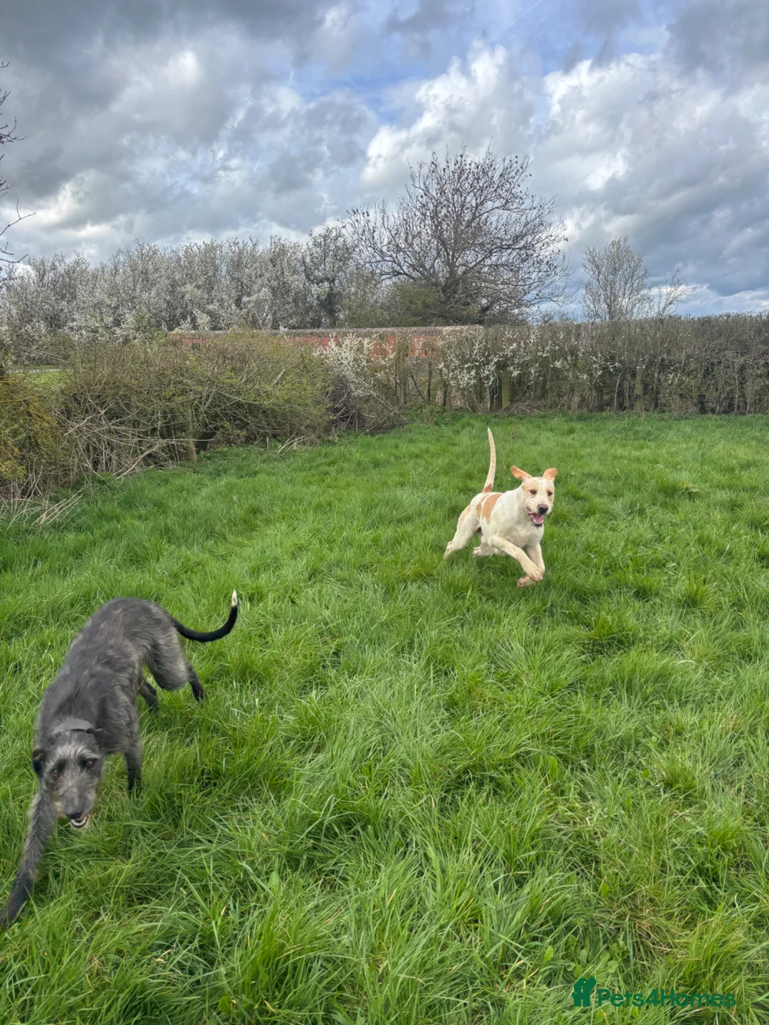Mixed Breed dogs for sale: Very sweet lurcher puppies ready for new homes!!  in Oakham - Advert 2