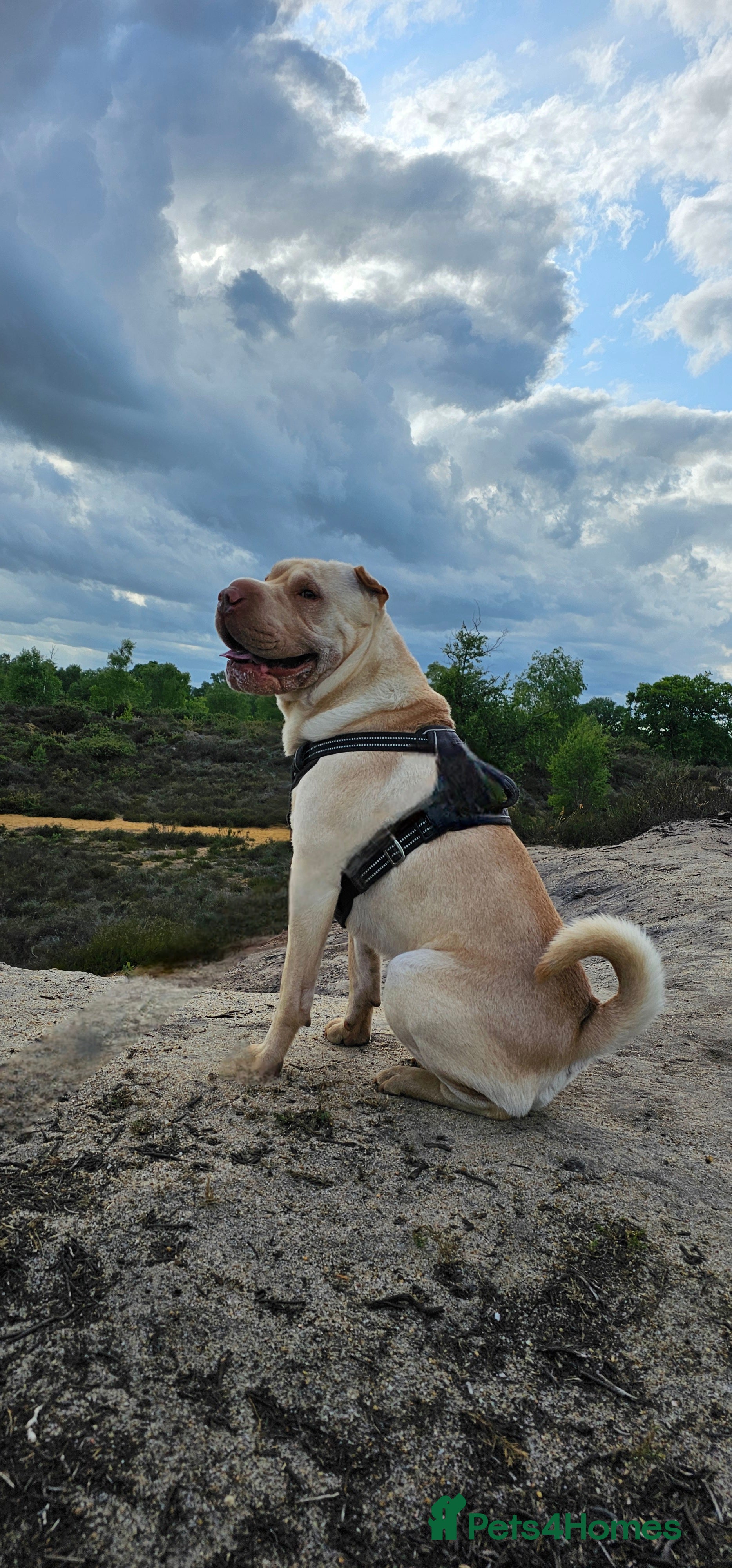 Shar Pei dogs Shar pei for stud  - Advert 1