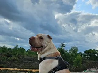 Shar Pei dogs Shar pei for stud - Advert 4