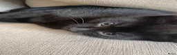 Russian Blue cats for sale: 2 beautiful black kitty’s and 1 gorgeous grey cat - Advert 3