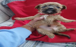 Chorkie dogs for sale: Chihuahua  Cross Yorkshire  - Image 9