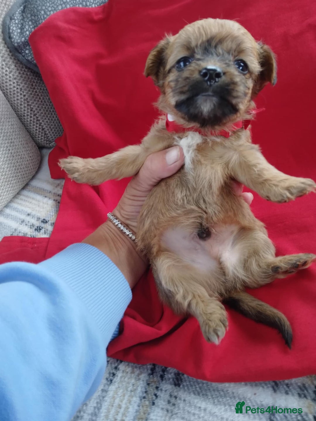 Chorkie dogs for sale: Chihuahua  Cross Yorkshire  - Image 9