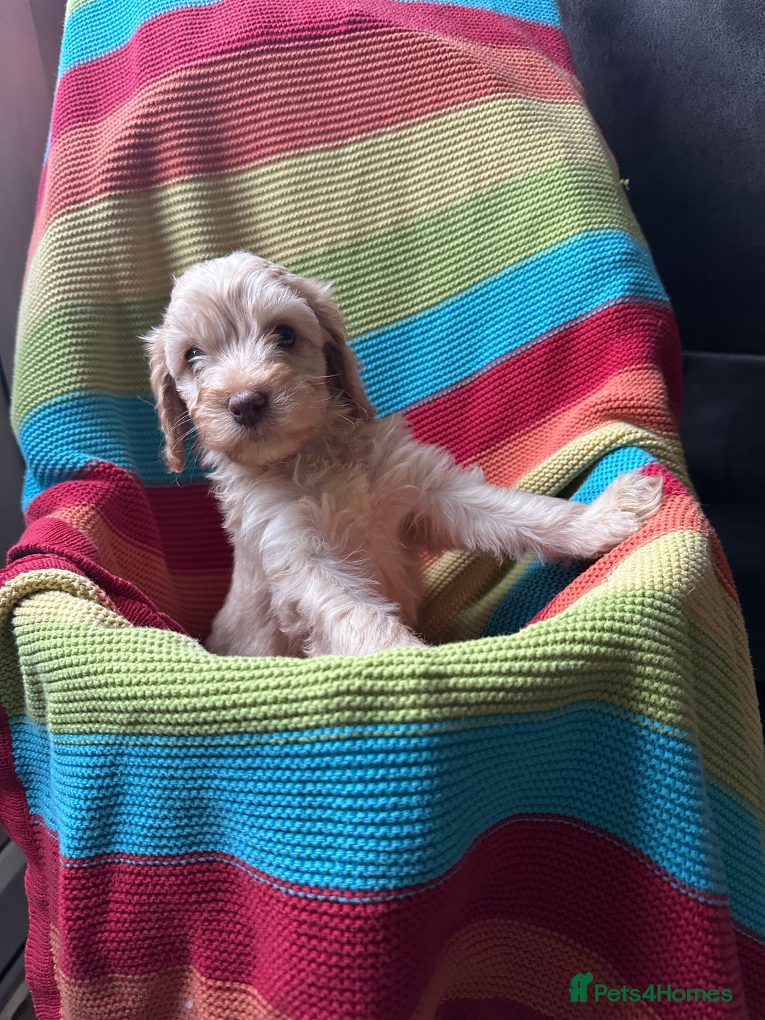 Cockapoo dogs for sale: Extensively health tested Cockapoo puppy’s  - Image 10