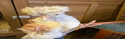 Chickens poultry for sale: Two polish fritz and two silkies for sale  in Bridgend - Advert 5