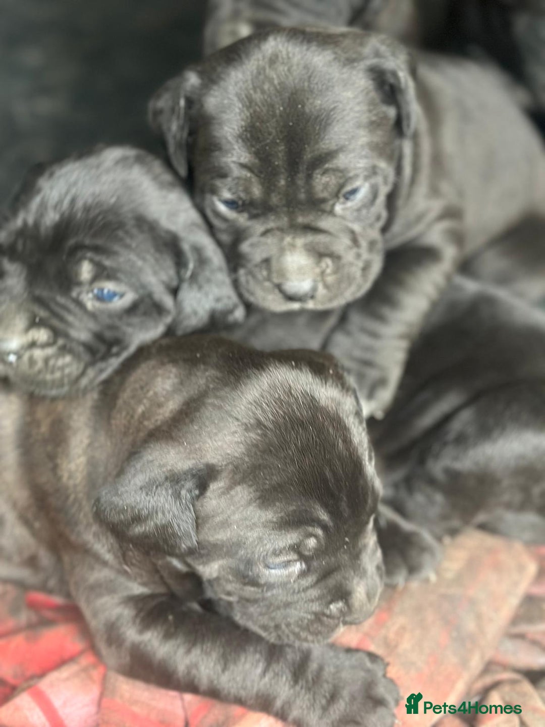 Cane Corso dogs for sale:  CANE CORSO Family Guardians  Loyal friends - Advert 5