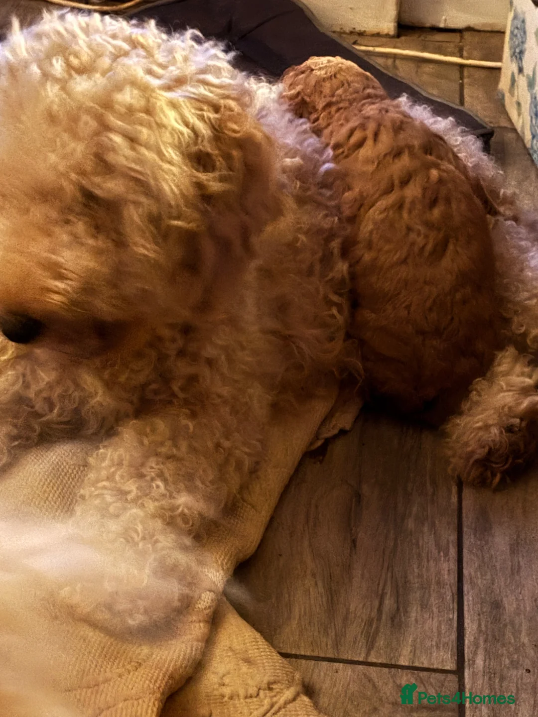 Standard Poodle dogs for sale: Standard poodle puppies  - Advert 6