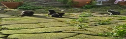 Mixed Breed cats for sale: Pair of black barn kittens 10 weeks old - Advert 1