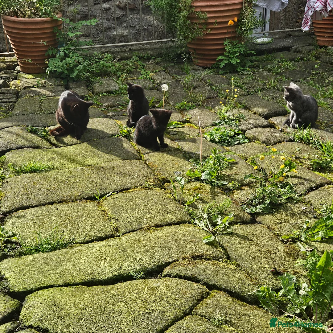 Mixed Breed cats for sale: Pair of black barn kittens 10 weeks old - Advert 1