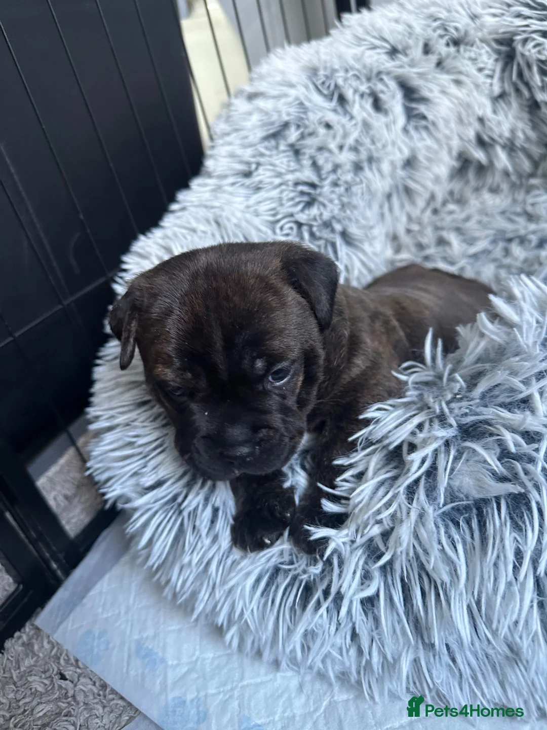 Staffordshire Bull Terrier dogs for sale: 🐾 Beautiful Brindle Staffordshire Terrier Boy  - Advert 25