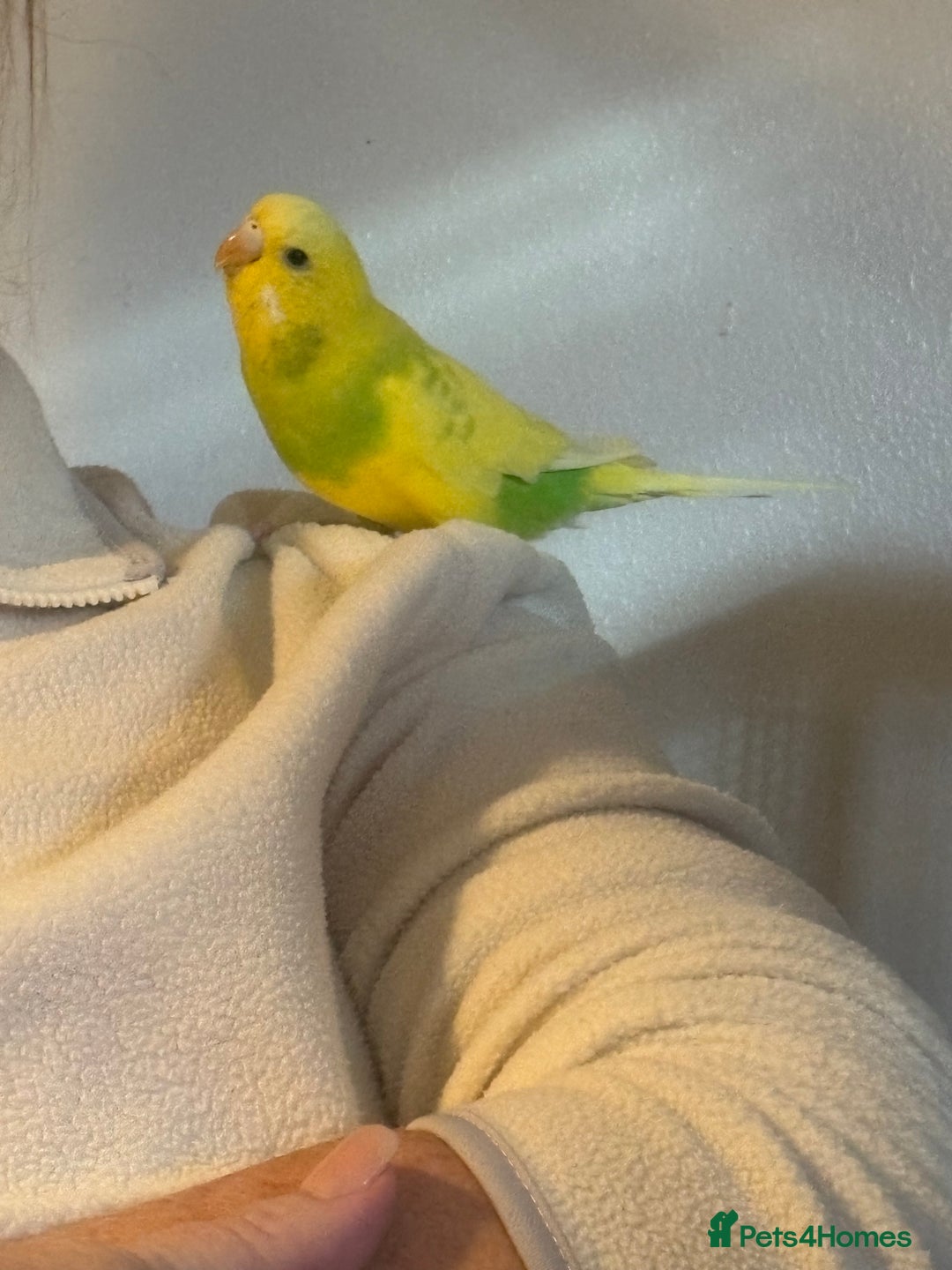 Budgerigars birds for sale: Rio and Olaf - Advert 5