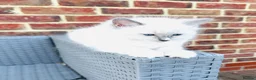 Ragdoll cats for sale: GCCF BEAUTIFUL RAGDOLL KITTENS  - Advert 20