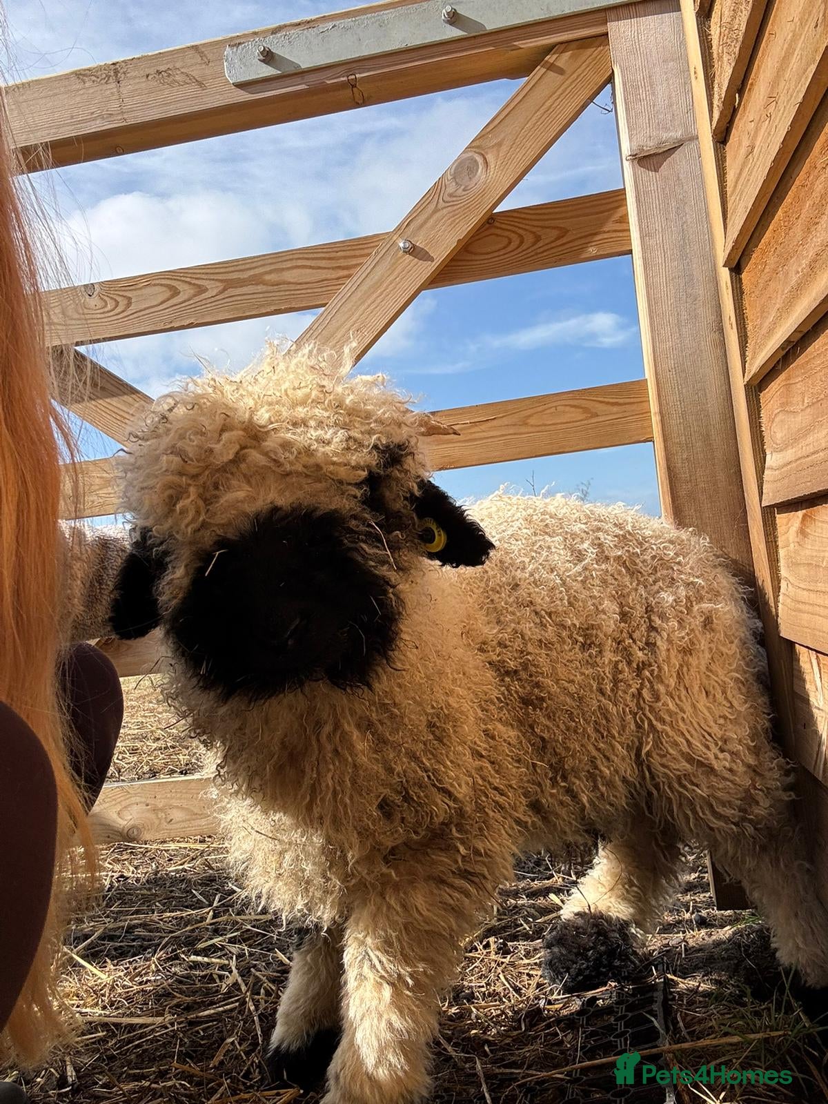 Sheep livestock 4 Pedigree Valais Blacknose Lambs for sale - Advert 13