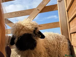 Sheep livestock 4 Pedigree Valais Blacknose Lambs for sale - Advert 13