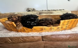 Shihpoo dogs for sale: stunningly gorgeous shihpoos - Advert 4
