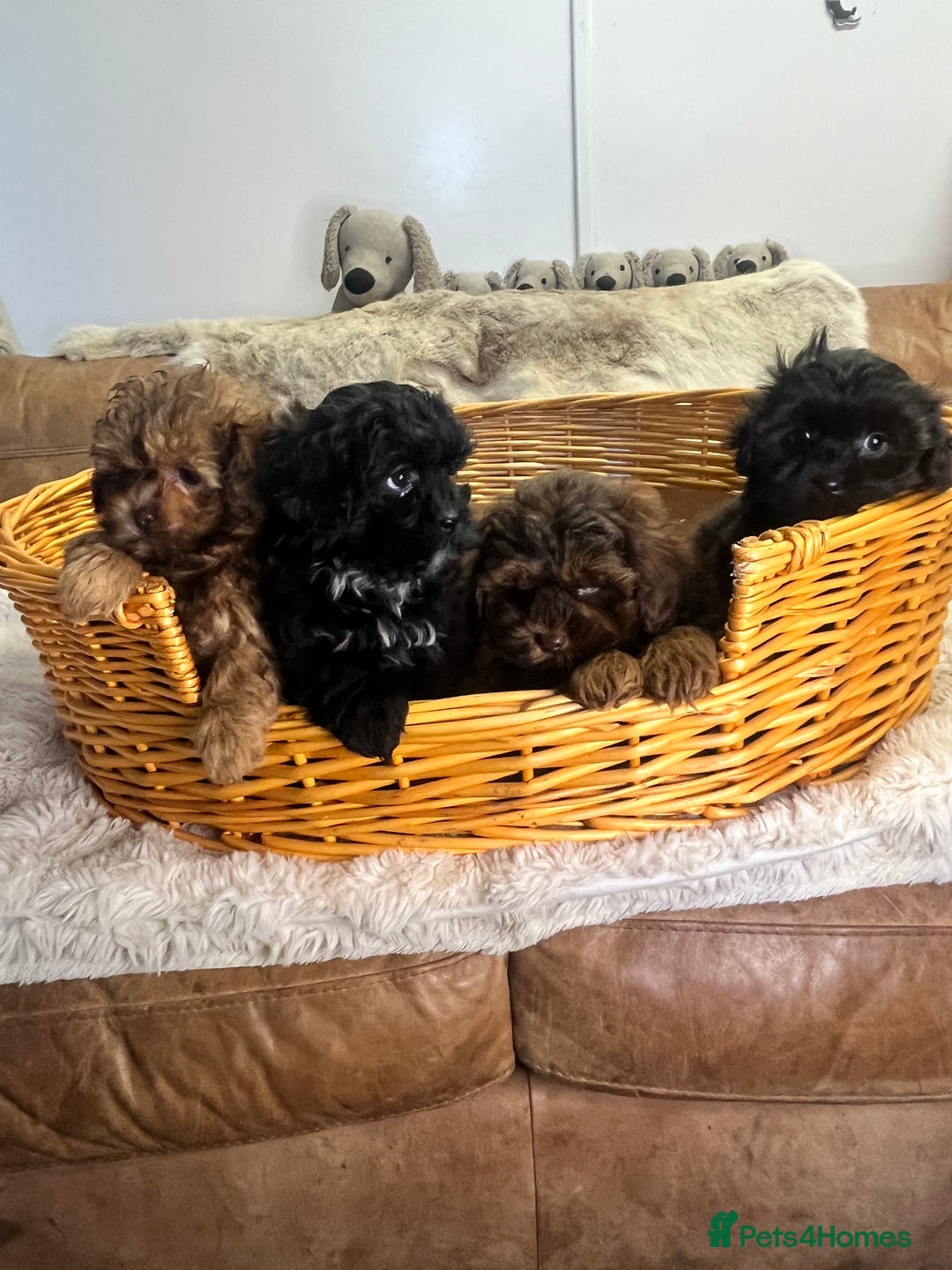 Shihpoo dogs for sale: stunningly gorgeous shihpoos - Advert 4