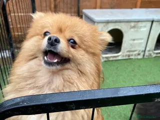 Pomeranian dogs 3 females for sale - Advert 2