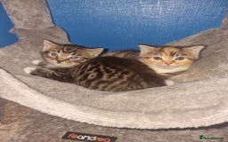Mixed Breed cats for sale: Male and Female Cats - Image 8