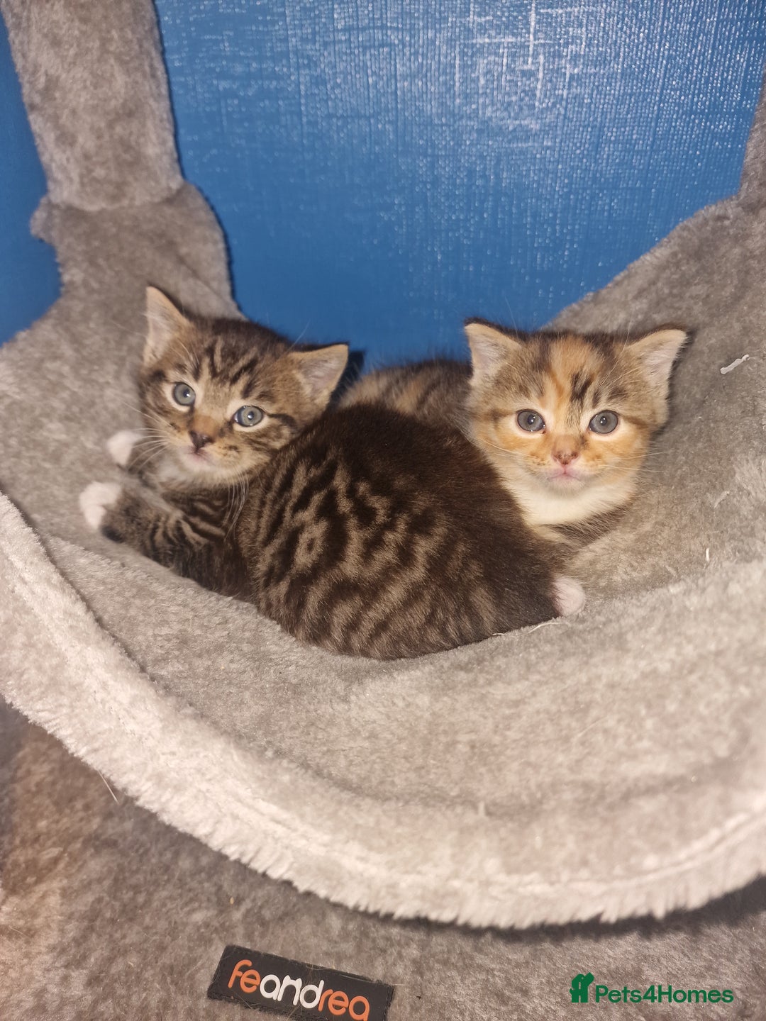 Mixed Breed cats for sale: Male and Female Cats - Image 8
