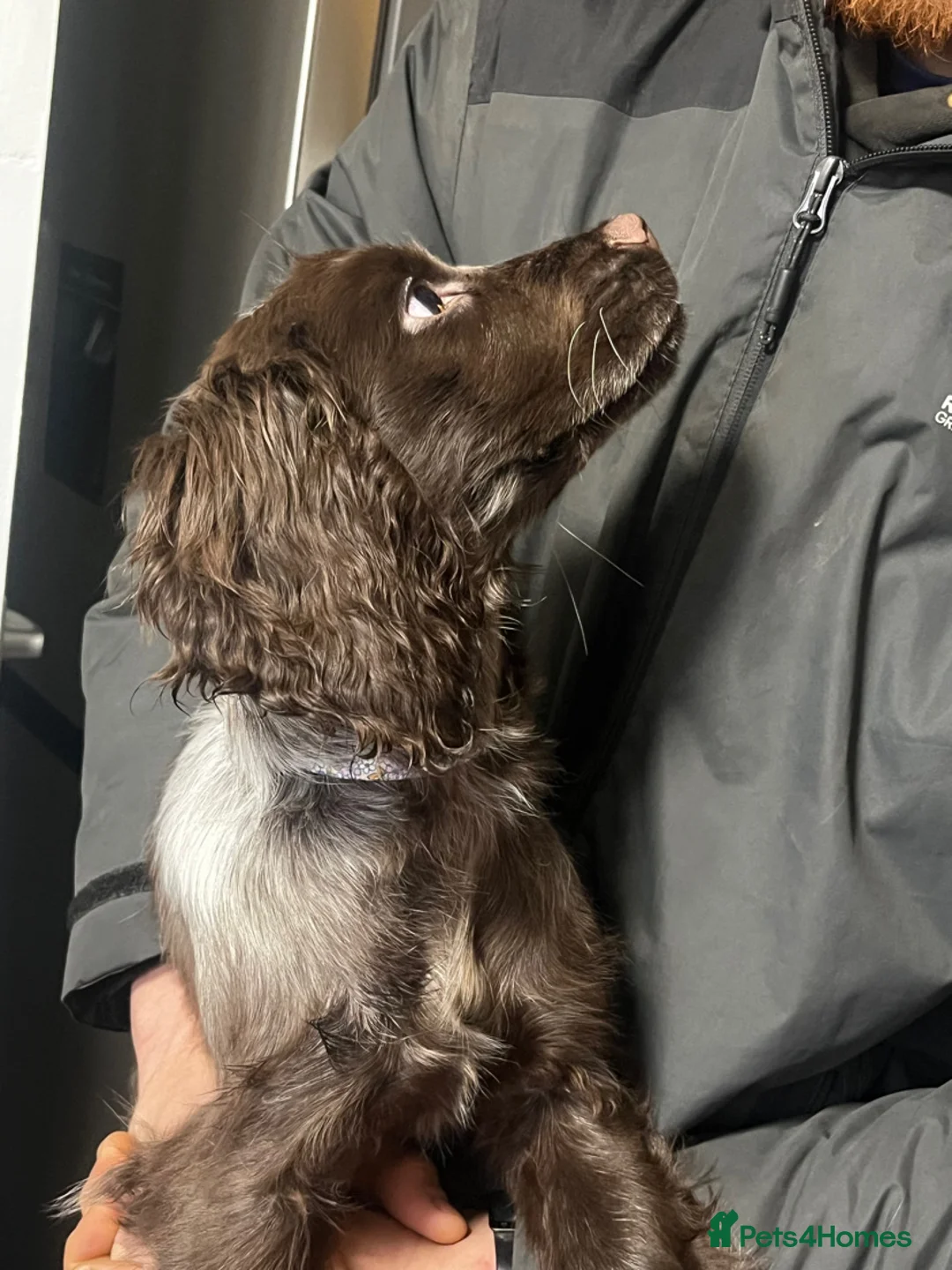 Cocker Spaniel dogs for sale: Cocker spaniel  in Mold - Advert 7