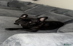 French Bulldog dogs for sale: One year old, male frenchie - Advert 2