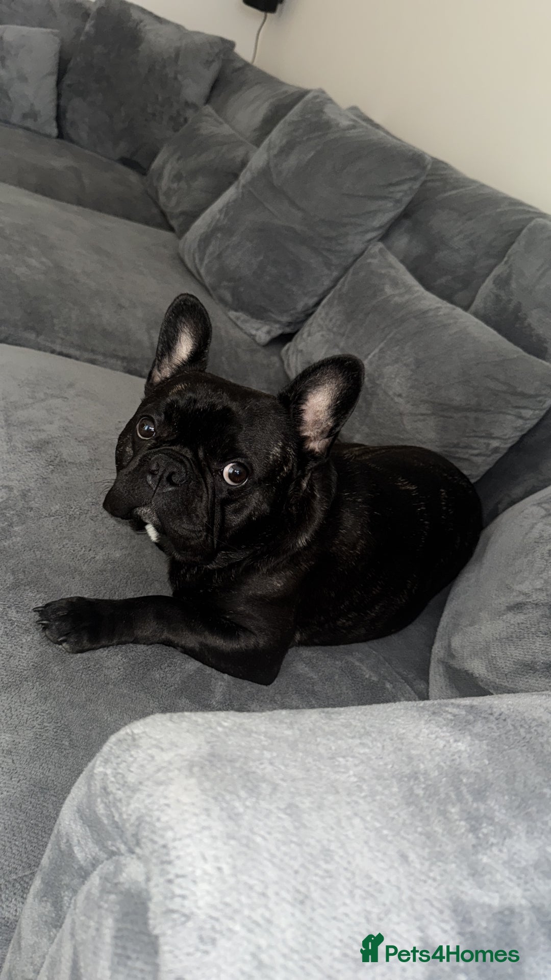 French Bulldog dogs for sale: One year old, male frenchie - Advert 2