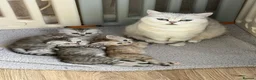 Scottish Fold cats for sale: Beautiful Scottish Fold/Straight Kittens  - Advert 24
