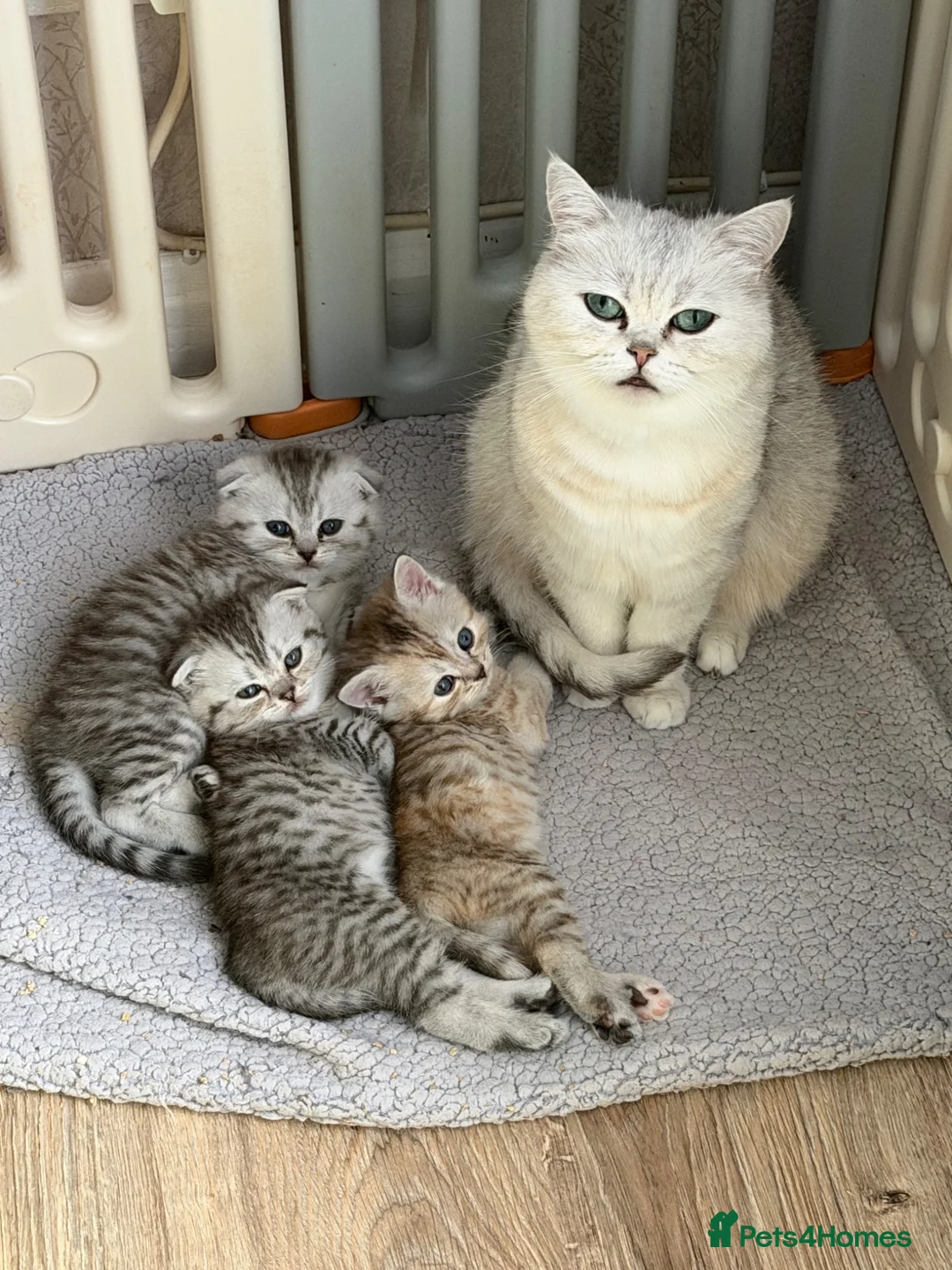 Scottish Fold cats for sale: Beautiful Scottish Fold/Straight Kittens  - Advert 24