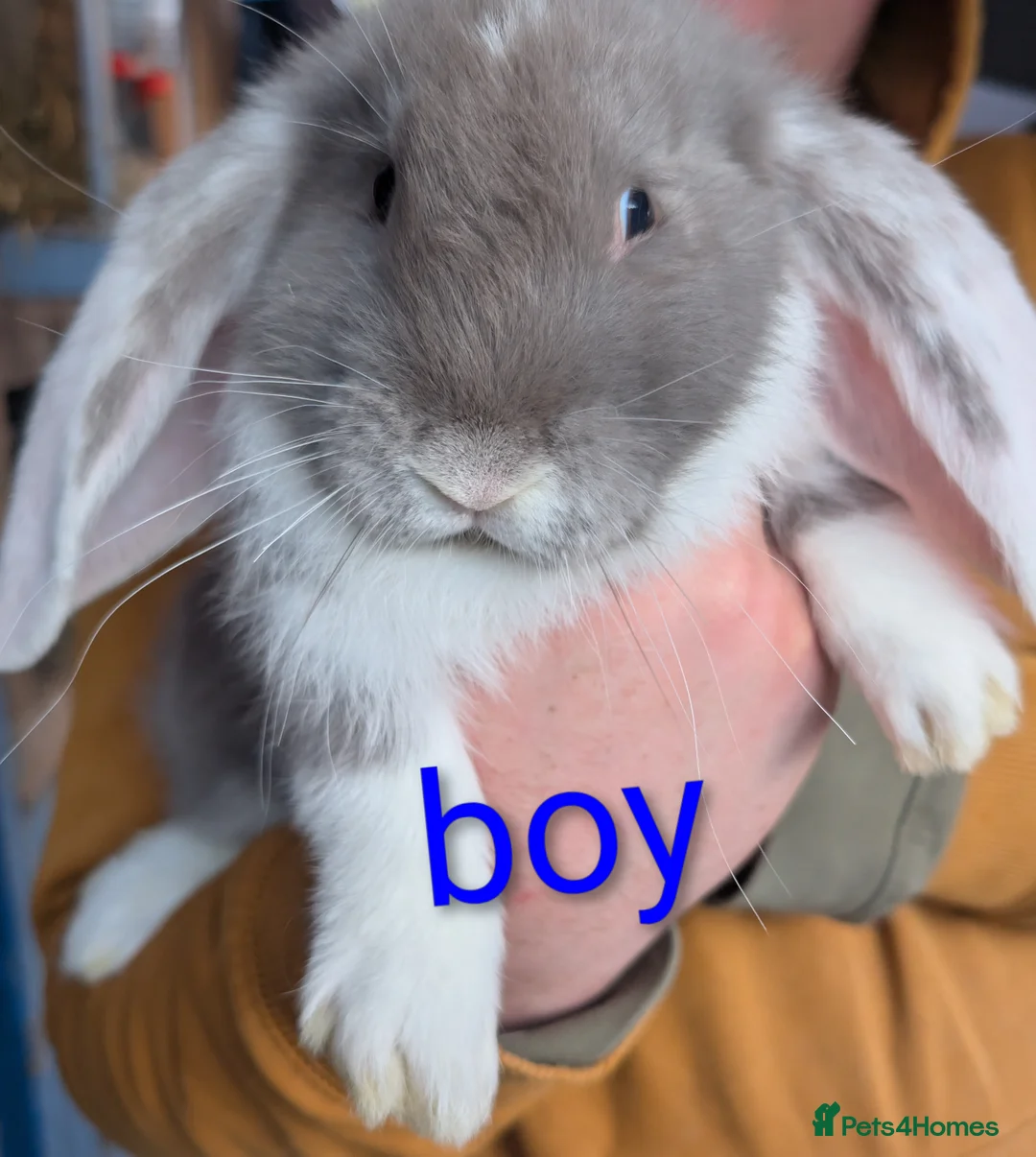 French Lop rabbits for sale: Giant French lop  - Advert 1