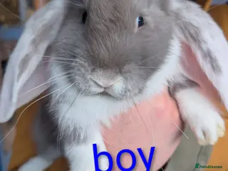 French Lop rabbits Giant French lop - Advert 3