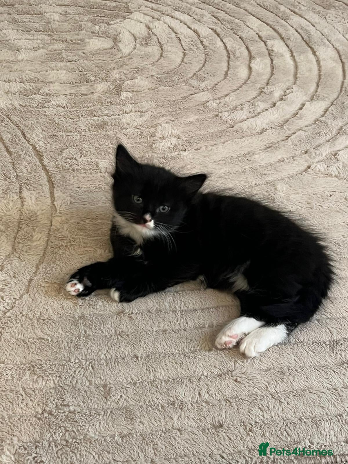 Domestic Shorthair cats Kittens  **   - Advert 1