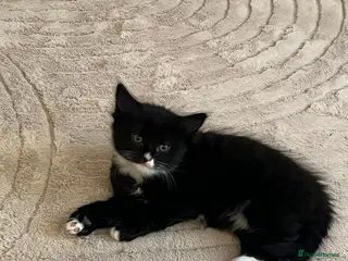 Domestic Shorthair cats Kittens ** - Advert 3