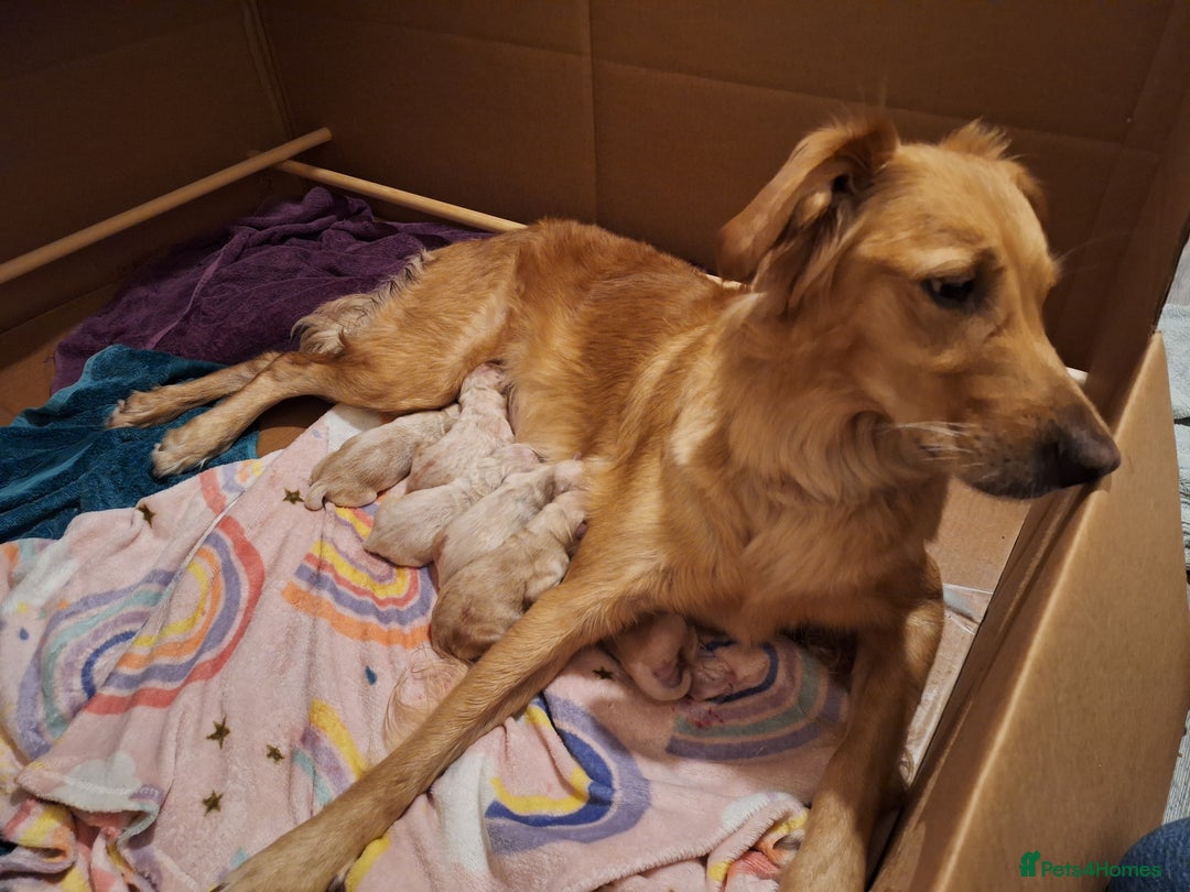 Golden Retriever dogs for sale: Beautiful KC reg Golden Retriever pups - Image 8