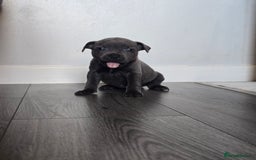 Staffordshire Bull Terrier dogs for sale: Kc Blue staffordshire bull terrier puppies - Image 5