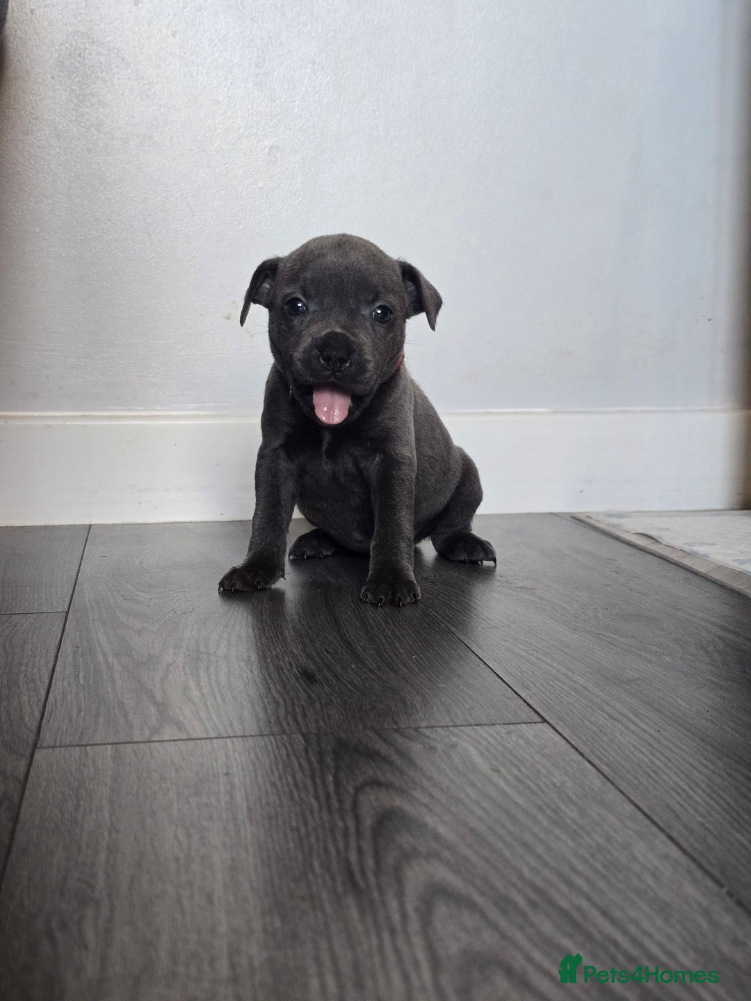 Staffordshire Bull Terrier dogs for sale: Kc Blue staffordshire bull terrier puppies - Image 5