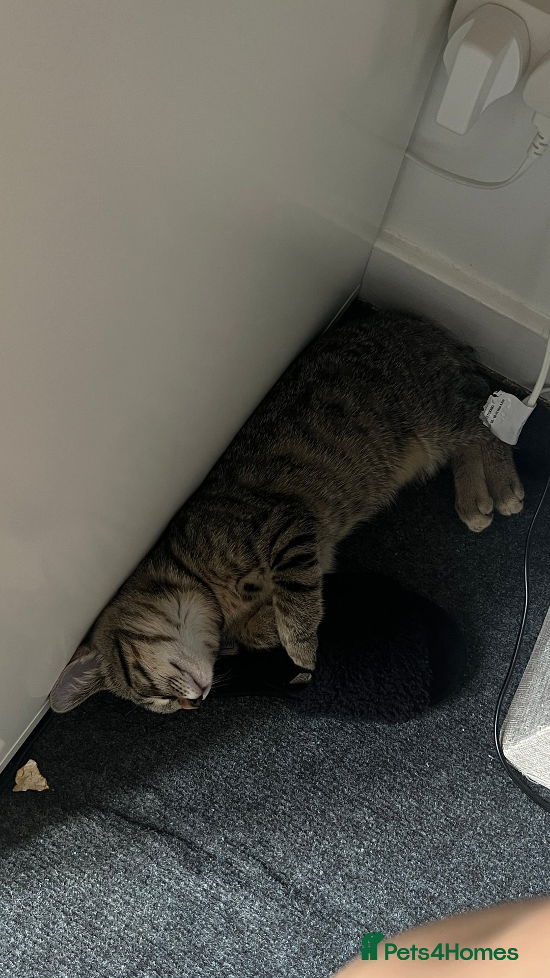 Mixed Breed cats for sale: URGENT Spotted Tabby Female  - Image 5