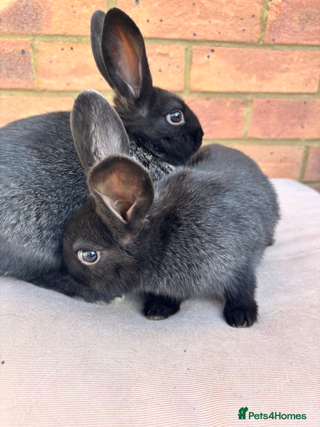 Vienna rabbits for sale: baby viennas ready sept in Leighton Buzzard - Image 4