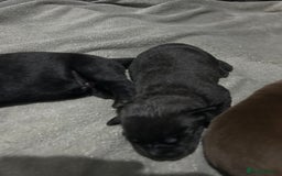 Mixed Breed dogs for sale: Staffrador puppies - Image 6