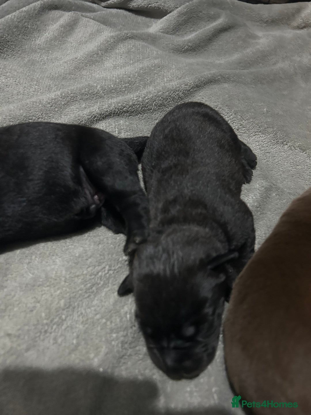 Mixed Breed dogs for sale: Staffrador puppies - Image 6