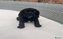 Sprocker dogs for sale: Sprocker Puppies  in Whitehaven - Image 1