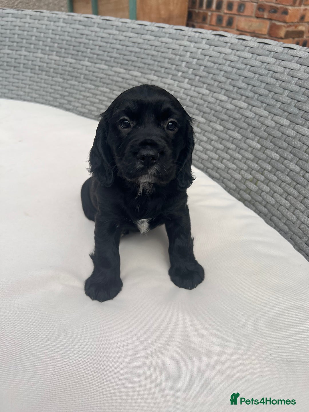 Sprocker dogs for sale: Sprocker Puppies  in Whitehaven - Image 1