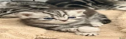 British Shorthair cats for sale: Silver Tabby British Shorthair  - Advert 5