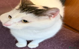 Domestic Shorthair cats for sale: Star Domestic Shorthair - Image 3