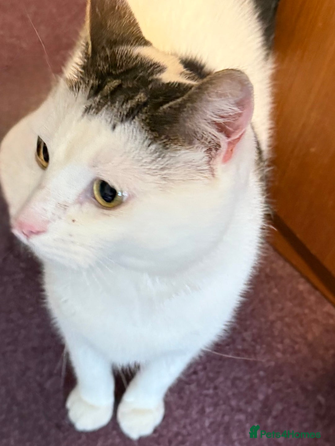 Domestic Shorthair cats for sale: Star Domestic Shorthair - Image 3