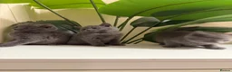 British Shorthair cats for sale: Beautiful British short hair kittens  - Advert 4
