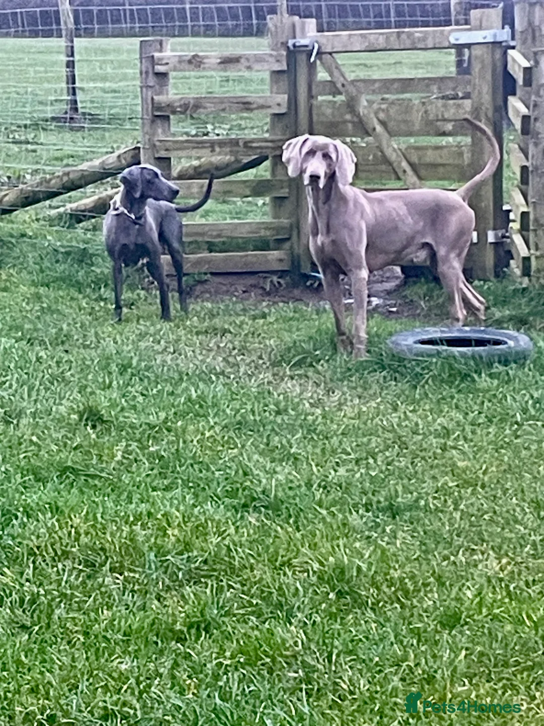 Weimaraner dogs for sale: Weimaraner kc registered  - Advert 10