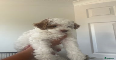 Cavapoo dogs - Advert 15