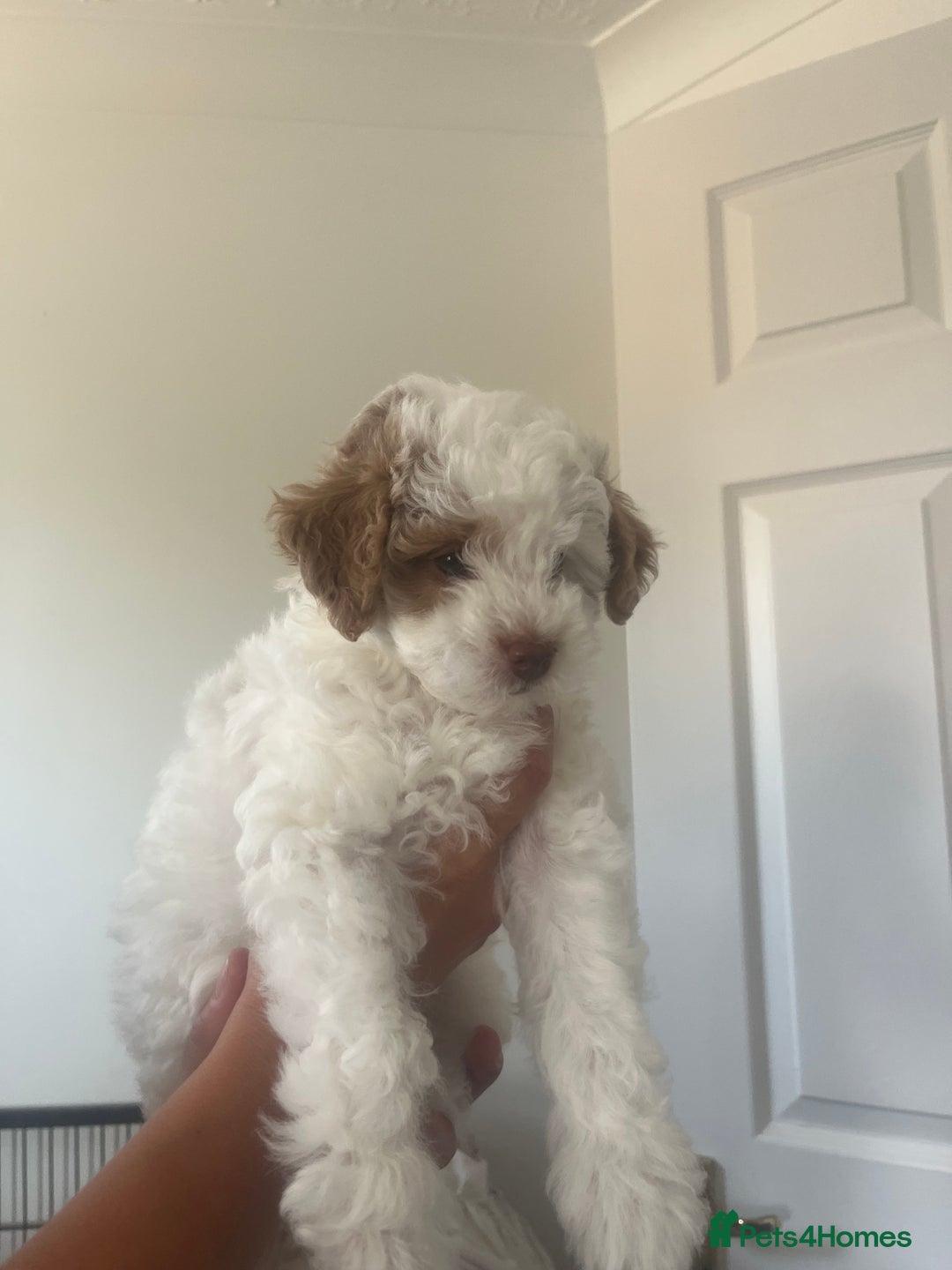 Cavapoo dogs for sale: 2 beautiful females needing a forever home ASAP!!! - Image 3